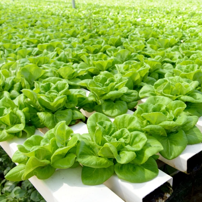 Organic vital fertilizer mix for plant growth and high yield of crops in hydroponic system