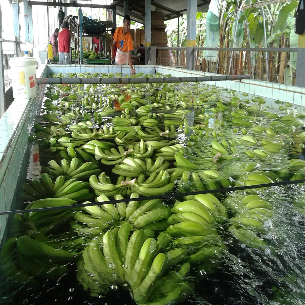PREMIUM Ecuadorian Bananas