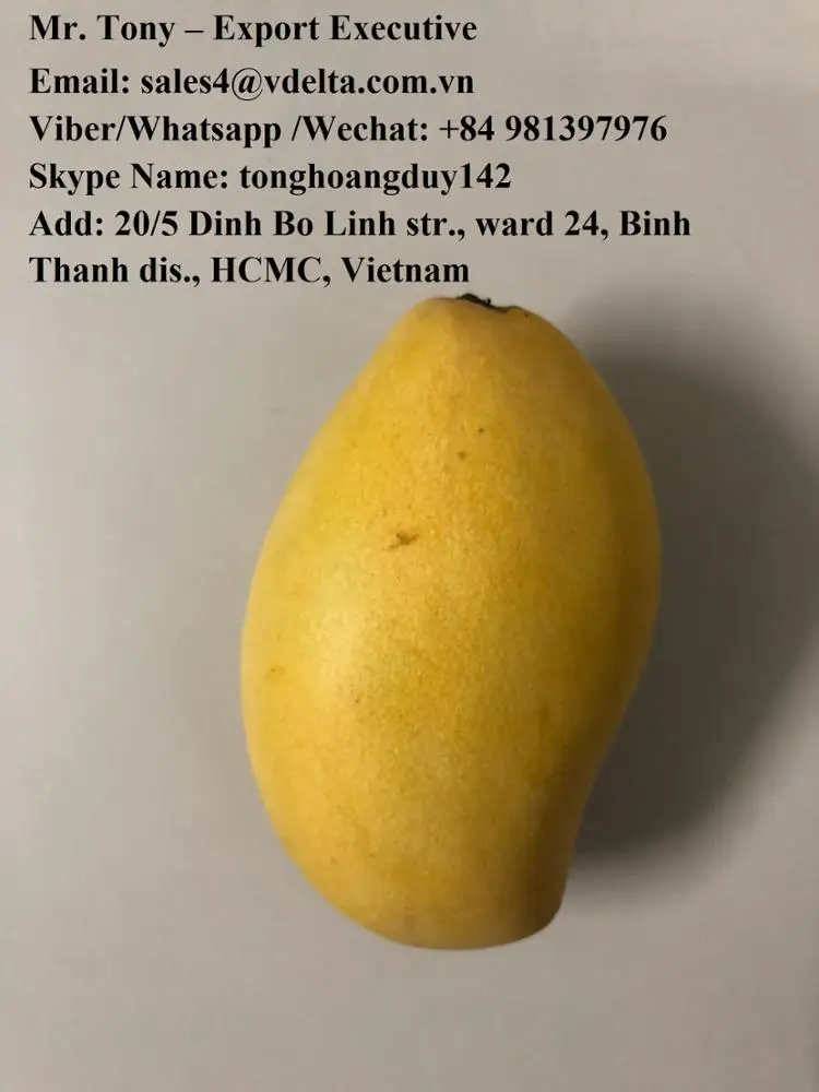  wholesale frozen mango/ mango fruit from viet nam