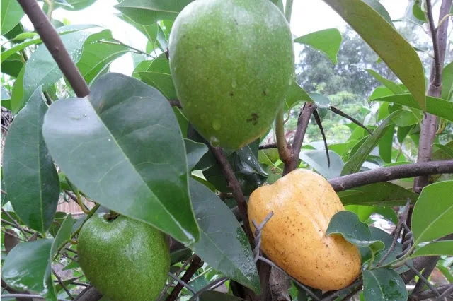 NEW CROP FRESH ANNONA GLABRA FROM VIETNAM in 2020