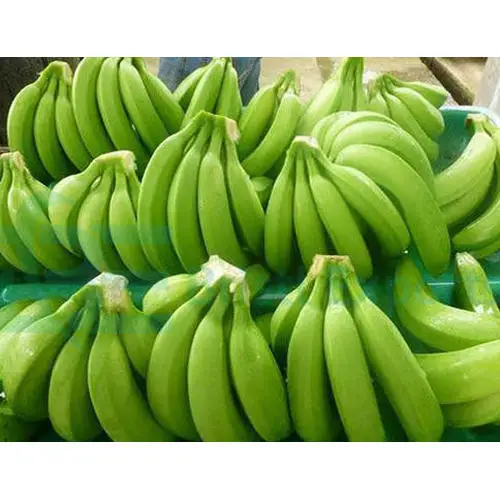Raw Banana, Cavendish Banana, plantains, ripe, planty, farm, Fruits, vegetables, vitamins, iron