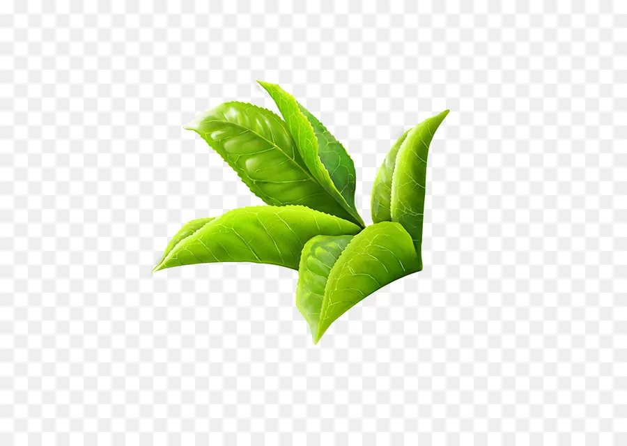 Beauty And Skin Care 100% Pure And  Natural Green Tea Essential Absolute Oil