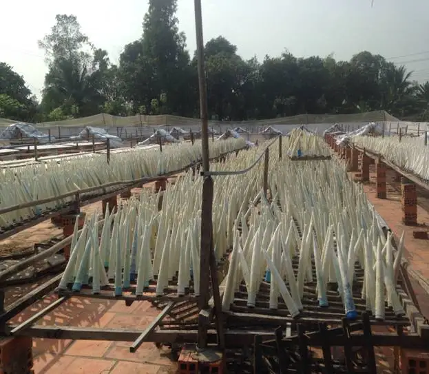 DRIED Pangasius fish maw Vietnam// Ms. Esther (WhatsApp: +84 963590549)