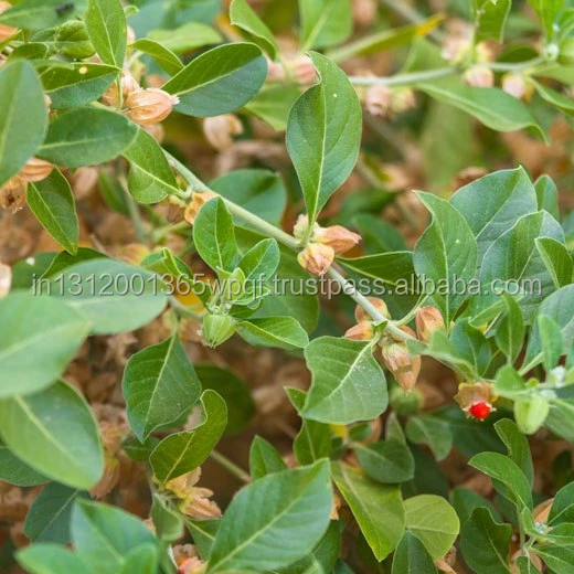 Экстракт Ashwagandha-8%