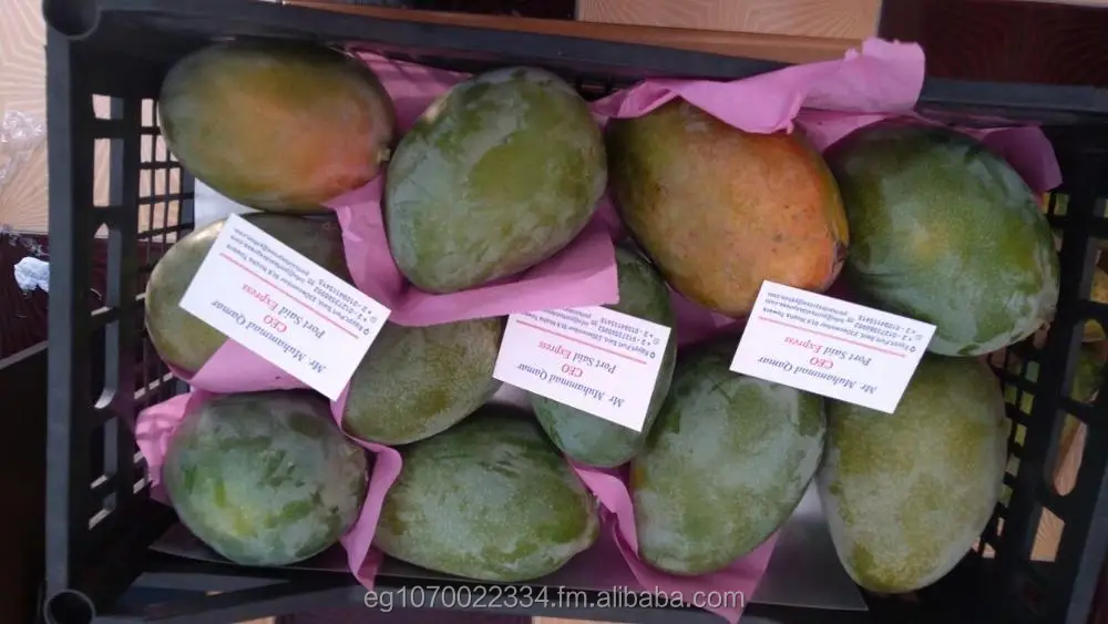 fresh mango ready export to Vietnam