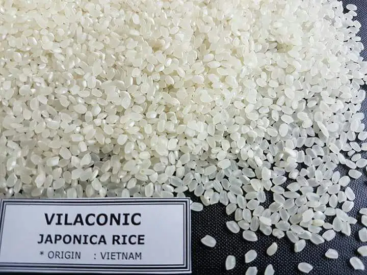 Vietnam Japonica rice 5% Broken Short Grain White Rice With ITS HEALTH CER HACCP BRC NON GMO  - Viber/Whatsapp no.: +84961563171