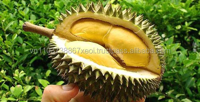 Wholesale for fresh durian with the highest export quality Ms Holiday +84 845 639 639