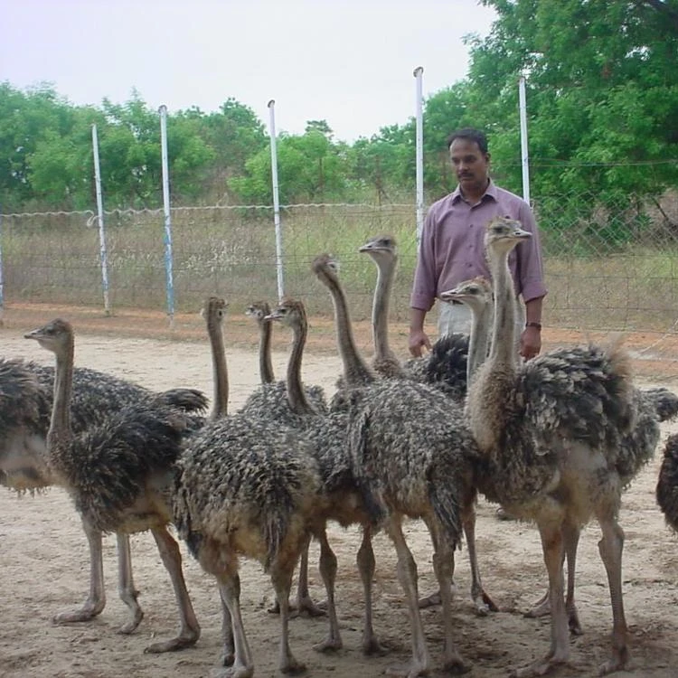 
Ostrich Chicks. Live Ostrich Birds Available for good price 