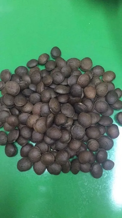 Оптовый продавец необжаренного масла SACHA INCHI NUT и SACHI INCA INCHI по самой низкой цене/Hana 0084 901 006 904