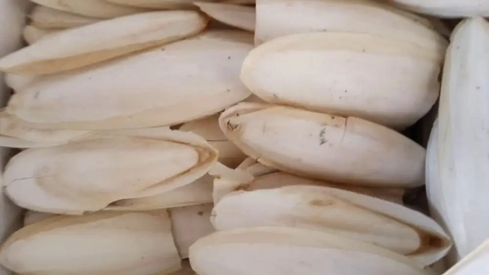 
Cuttlefish Bone/ in Bulk/ Dried/ For Bird and Animal with High Quality!! 