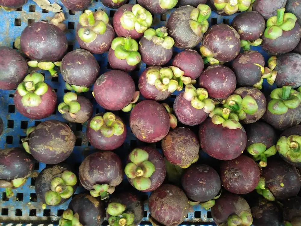 
OGRANIC MANGOSTEEN FRUIT/FRESH DELICIOUS IN VIET NAM 2020/Whatsapp +84 845 639 639 