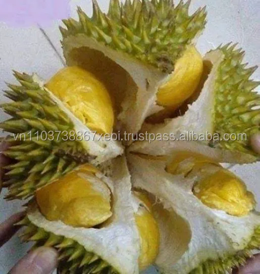 Wholesale for fresh durian with the highest export quality Ms Holiday +84 845 639 639