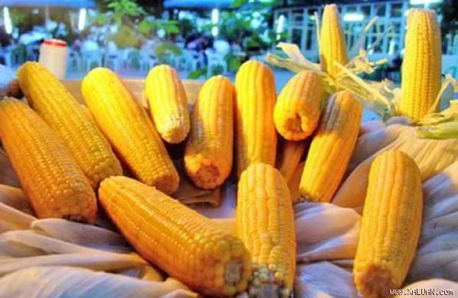 Популярный товар DDGS (Дистилляторы, сушеные зерна с растворимыми веществами) для корма для животных с канадским происхождения высокого качества