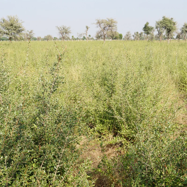 Rajasthan Henna Powder