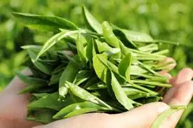 Порошок зеленого чая Matcha/питание порошка matcha