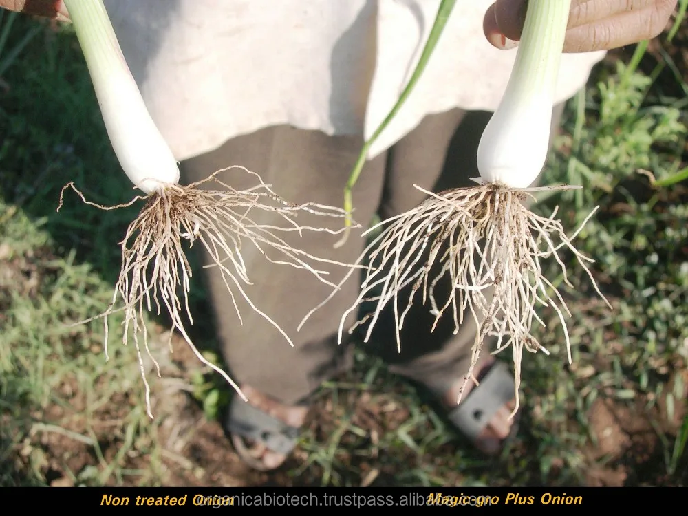 Organic crop Yield Boosters onion importers in singapore