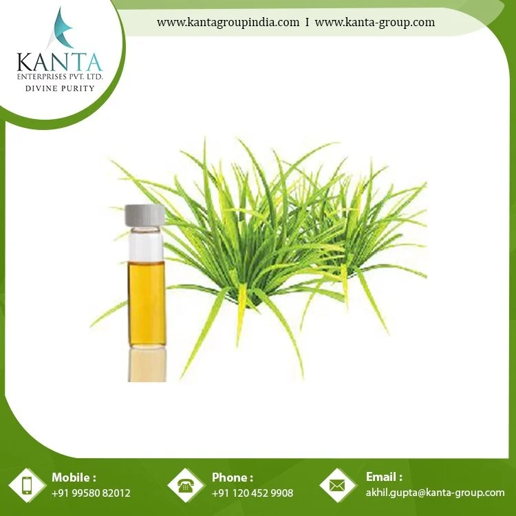 Natural Citronella Java Oil Perfume Making Citronella Oil Aroma Essential Citronella Oil From India