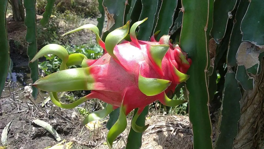 DRAGON FRUIT - VIETNAM DRAGON FRUIT -  FRESH WHITE DRAGON FRUIT - WHATSAPP+84-845-639-639
