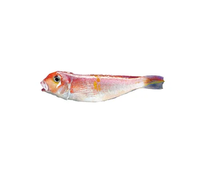 Best high quality Frozen seafood Red tilefish