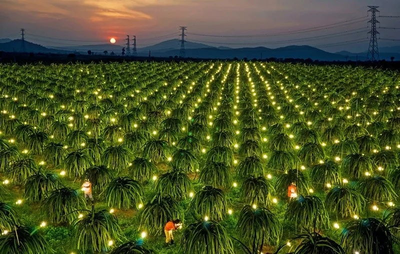 Exporting Dragon Fruit/Good Fresh Dragon