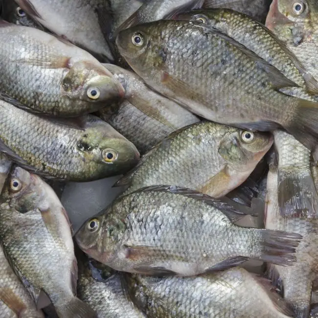 
Disease Reducing Organic Feed meal Mix for Fish Farms available for Bulk Purchase 