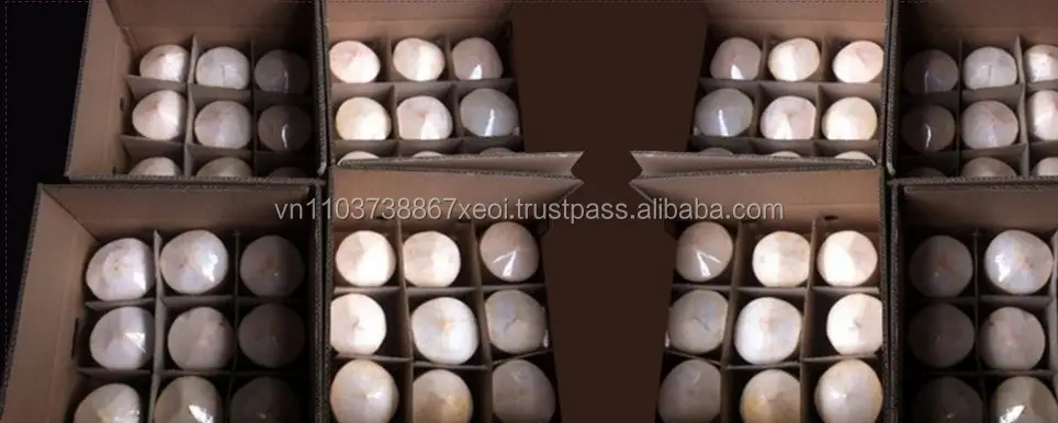 fresh coconut export/coconut water extracting/vietnam fresh coconut in 2020