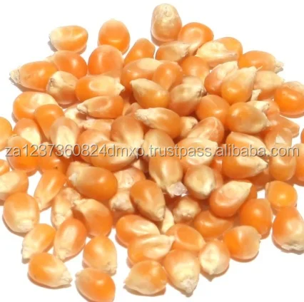 
Quality Cheap Top Grade AAA Pop Corn 