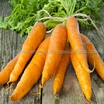 Wholesale Pure Carrot Seed Essential Oil