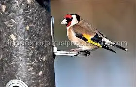 2021 Best Selling Niger Seeds