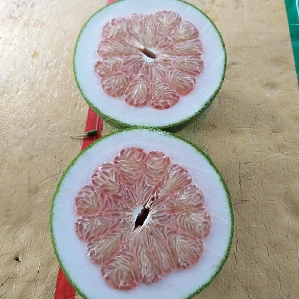 HIGH QUALITY GREEN SKIN POMELO FROM VIET NAM