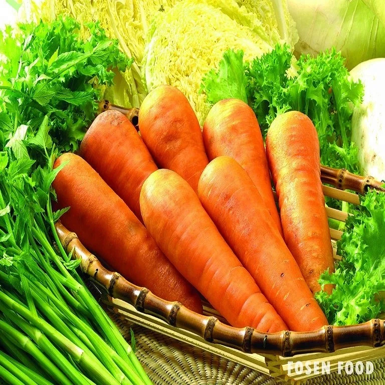 
FRESH CARROT FROM FARM CROP YEAR 2018 