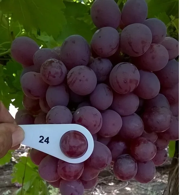 Hot Sale Fresh RED GLOBE Grapes