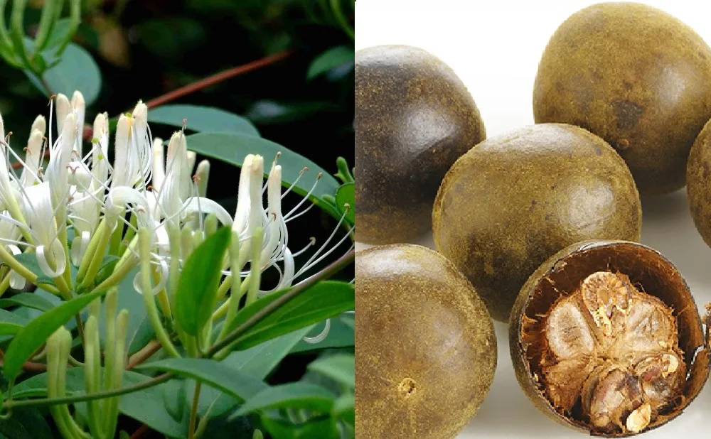 DRIED MONK FRUIT BEST SELL/ HIGH QUALITY MONK FRUIT