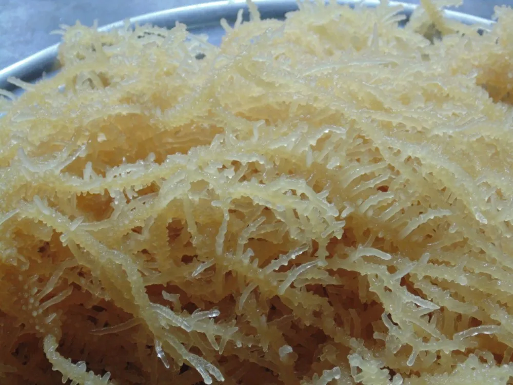 Морские водоросли Spinosum/Eucheuma cottonii