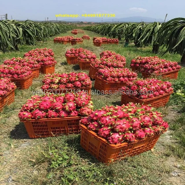 FRESH DRAGON FRUIT/ FRESH DRAGON RED/FRESH DRAGON WHITE