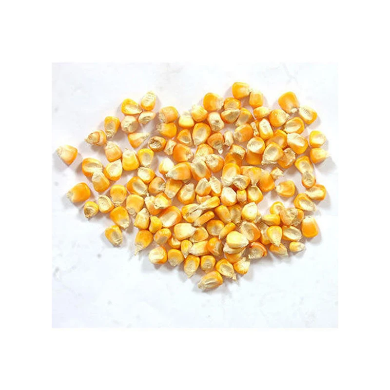 
A Grade Yellow Maize Corn Supplier in India 