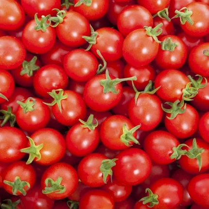 
Top quality 100 % Italian Cherry tomato - 6 x 2,5 kg 