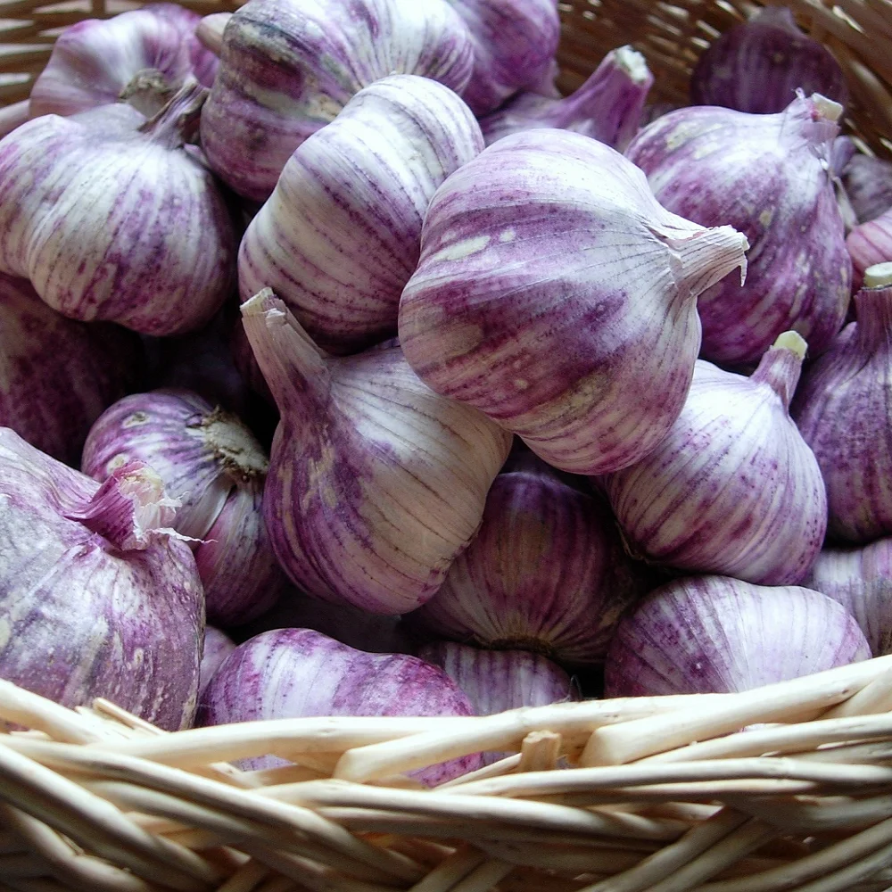 Purple Garlic Dalat brand  Mekong herbals origin Vietnam