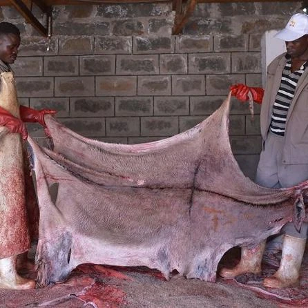 
 Высококачественные сухие и влажные соленые шкуры осла/козья кожа/коровья шкуры  