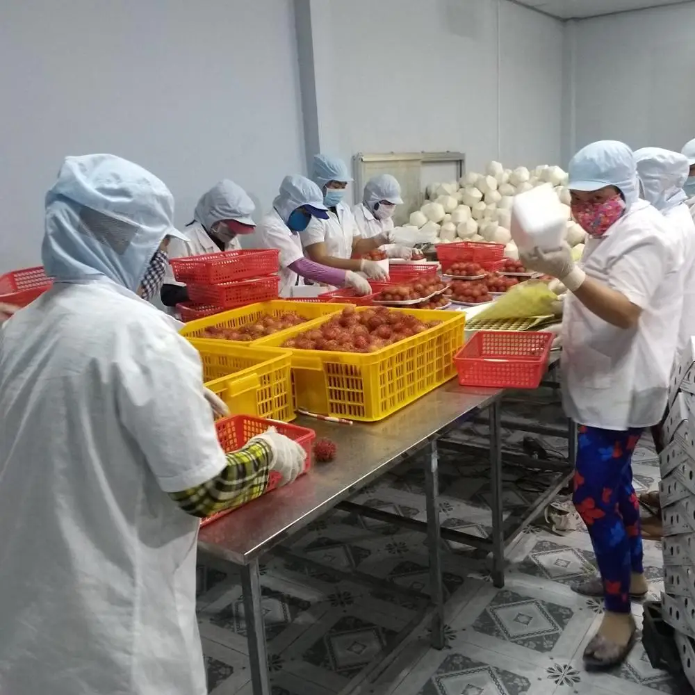 LOW PRICE LOGAN RAMBUTAN FROM VIET NAM