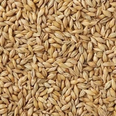 barley malt