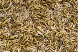 
Live/Dry Mealworm bird Food Chicken fish 