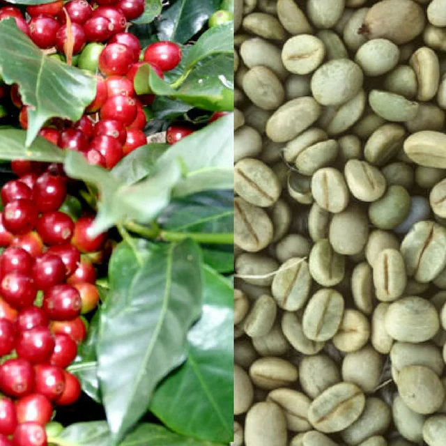 Premium Roasted Arabica / Robusta Coffee Beans - High quality green coffee bean export to EU, USA - Wholesale for coffee bean