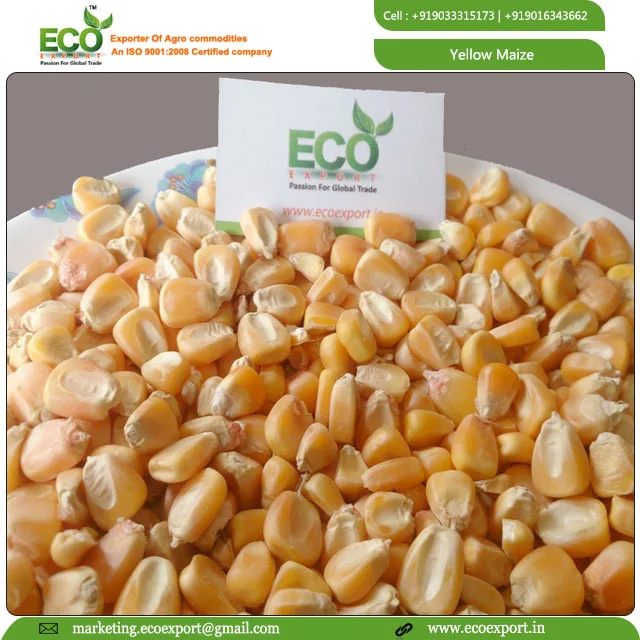 
New Crop Bulk Dried Yellow Corn /Yellow Maize for Poultry Feed 