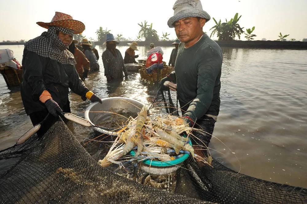 Shrimp feed to harden the shell (Penaeus vannawei, mantis shrimp)probiotics for shrimp