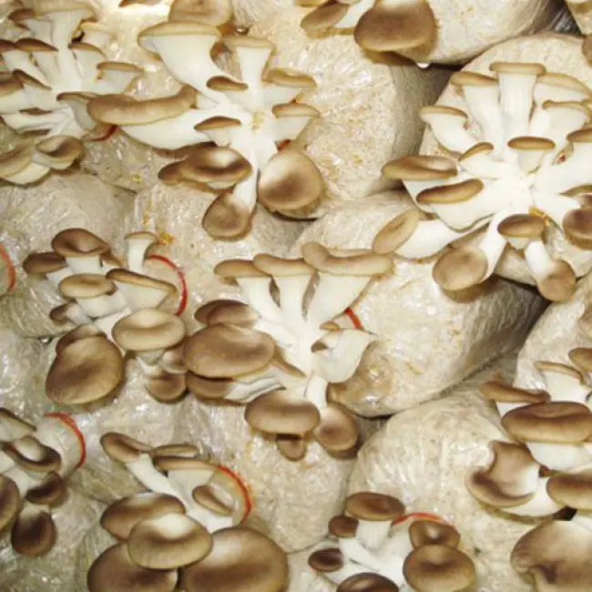 
OYSTER MUSHROOM FROM VIETNAM (Whatsapp: +84 845 6399 639)// in 2020 