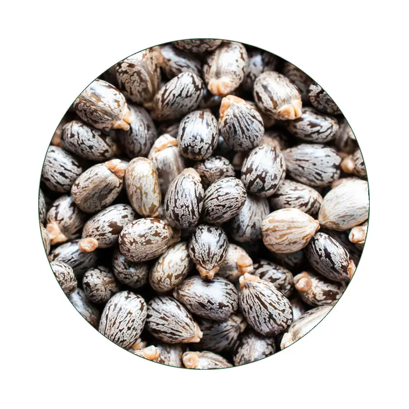 High Quality Castor seed