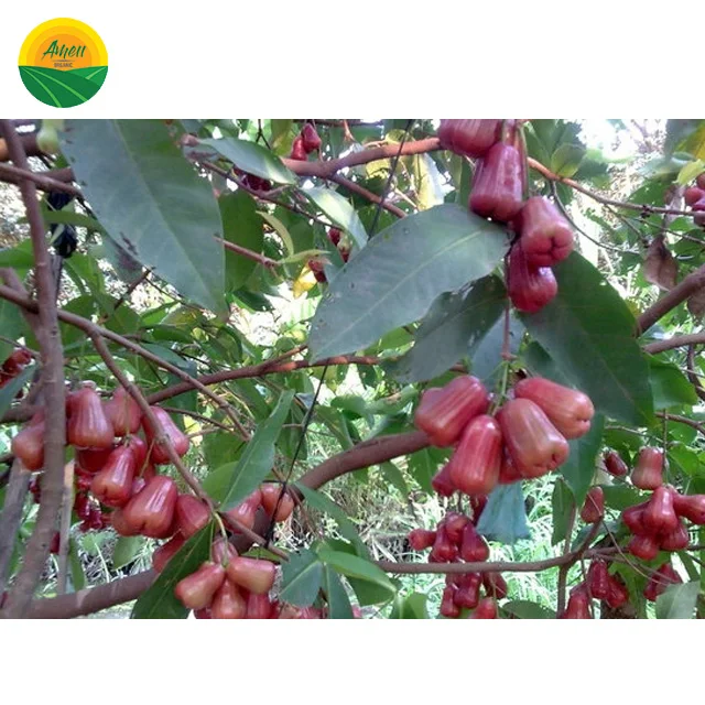 FRESH BELL PRUIT из Вьетнама