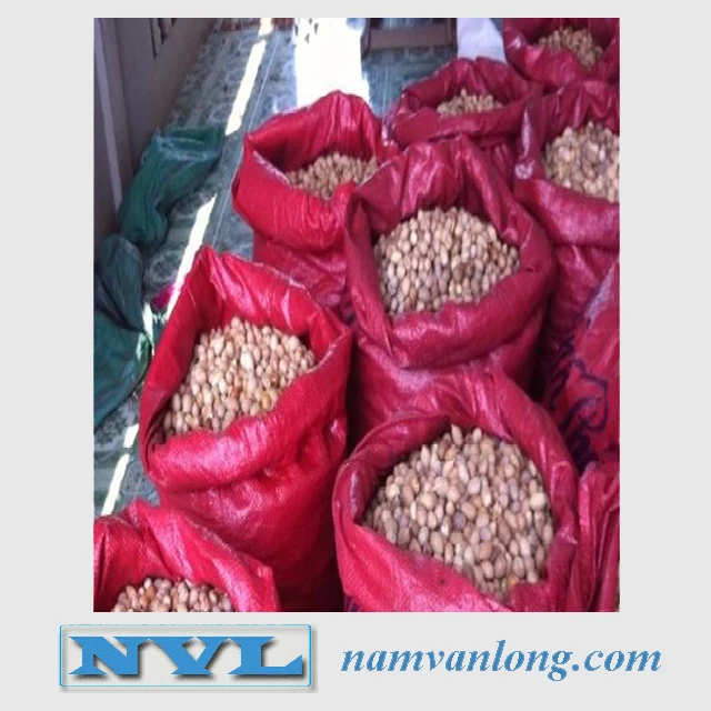 DRIED BETEL NUT with high quality and competitive price from Vietnam