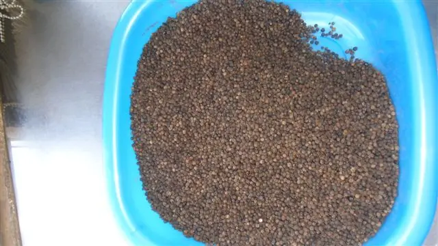 VIETNAM BLACK PEPPER LIGHT BERRY ( WHATSAPP: 0084 164 9078 009)